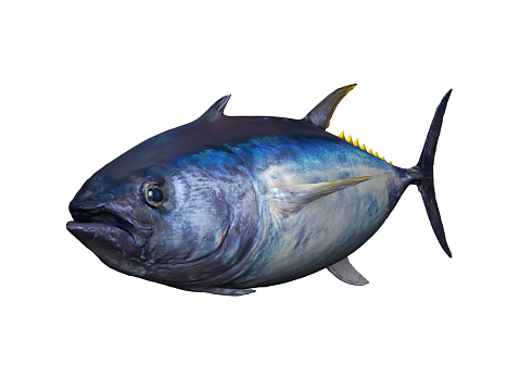 Tuna fish 3d render isolated