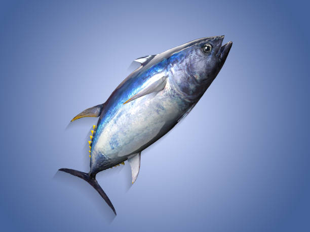 istock Tuna fish posing in big game fishing blue background 3d render 1066705574