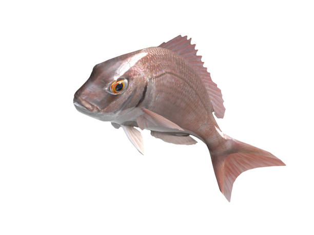 istock Pargus common seabream fish with pink in color 3d render 1066705618