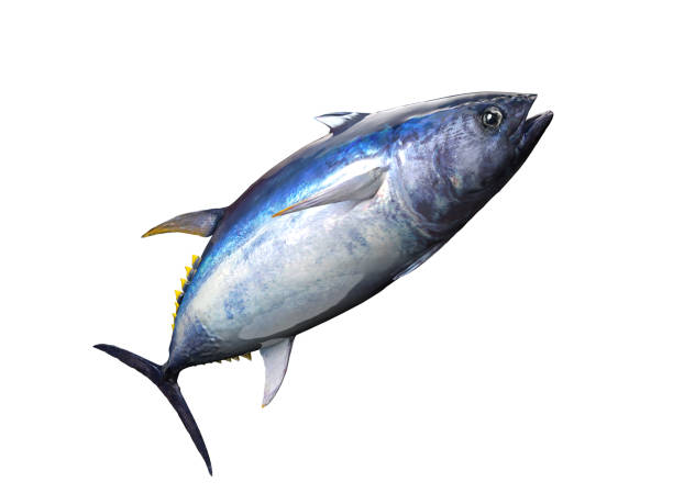 istock Tuna fish posing in big game fishing background 3d render 1066705630