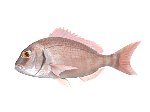 istock Pagrus red porgy fish side wiev clean cutout image 3d render 1066705752