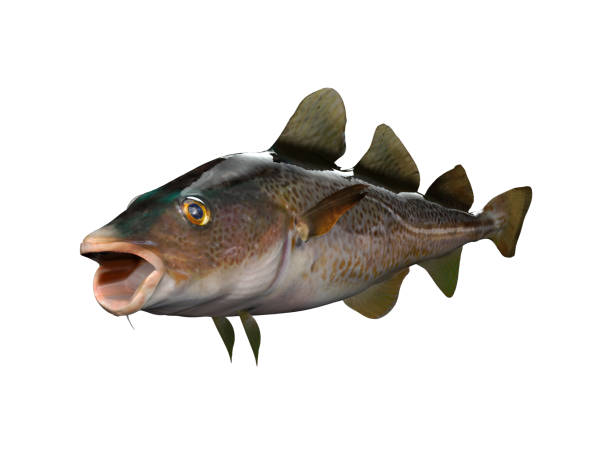 pollock murray cod fish 3d render image - pollock trawler imagens e fotografias de stock