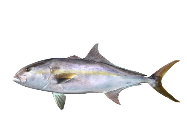 Greater yellowtail amberjack fish side view  3d Render stock photo