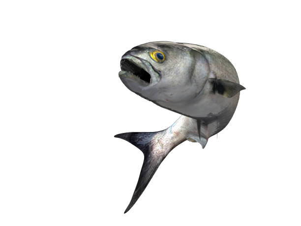 Predatory bluefish jumped looking at camera 3d render isolated white background Predatory bluefish jumped looking at camera 3d render isolated white background pomatomidae stock pictures, royalty-free photos & images