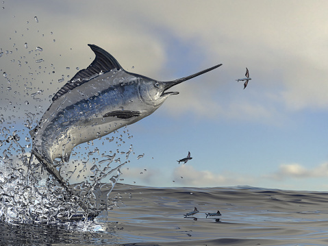 Marlin Pez Espada Saltando Para Coger Vuelo Pesca En Océano Render Foto de stock y más banco de imágenes de Competición - iStock