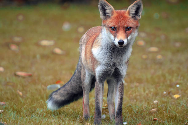 istock Female fox in Greenwich Park. 1066708078