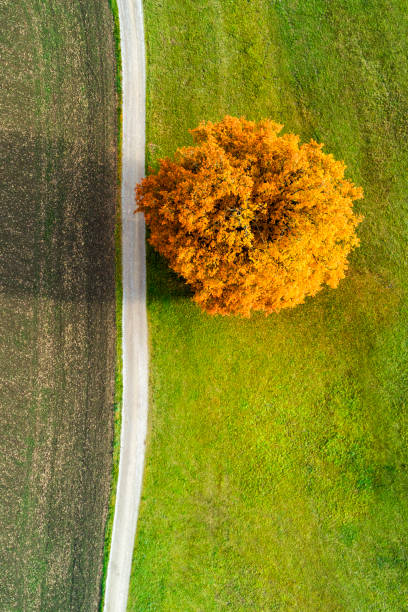 Autumn Tree and Country Road From Above