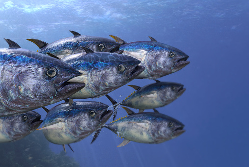 Cierre toma de tunas Escuela submarina 3d render photo