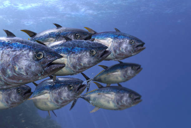 istock Close up shot of tunas school underwater 3d render 1066708360