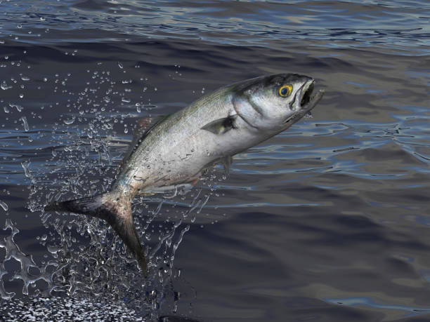 Bluefish jumps out of water 3d render Bluefish jumps out of water 3d render pomatomidae stock pictures, royalty-free photos & images