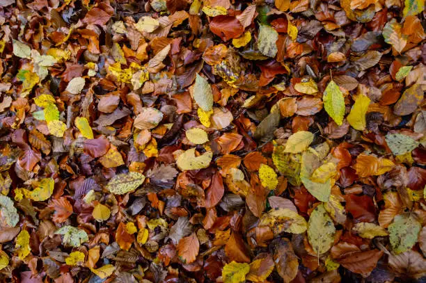 Photo of texture of autumnal colored beech leaves fallen on the forest floor
