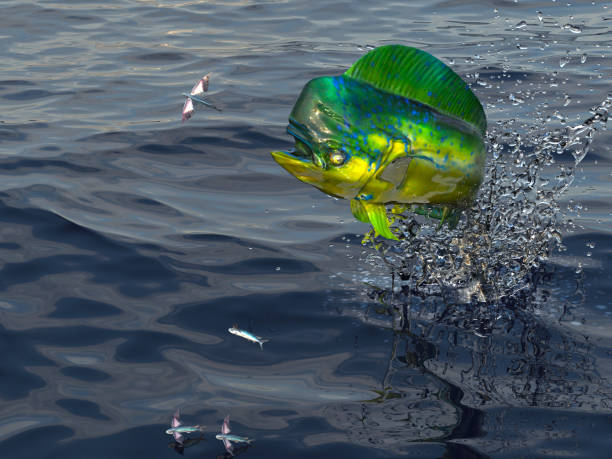Dorado maimai fish is after flying fished on sea surface 3d render Dorado maimai fish is after flying fished on sea surface 3d render lampuga stock pictures, royalty-free photos & images
