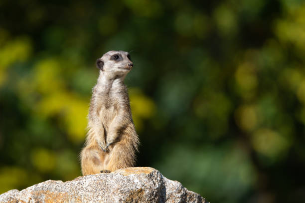 istock suricate with sandy snout on a stone sit up and beg on an autumnal colored bokeh background 1066708552