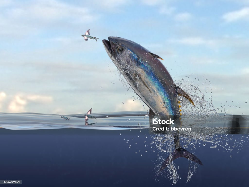 Big yellow fin tuna jumping to catch flying fishes haşf water view 3d Render Bluefin Tuna Stock Photo