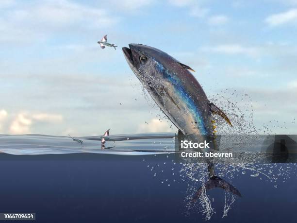Big Yellow Fin Tuna Jumping To Catch Flying Fishes Haşf Water View 3d Render Stock Photo - Download Image Now