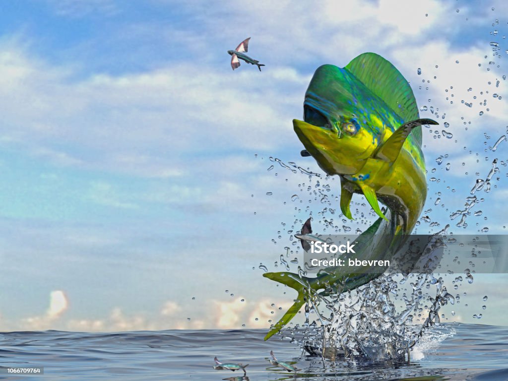 Cá Mahi Mahi Dorado Nhảy Để Bắt Cá Bay Trong Đại Dương 3d Render ...