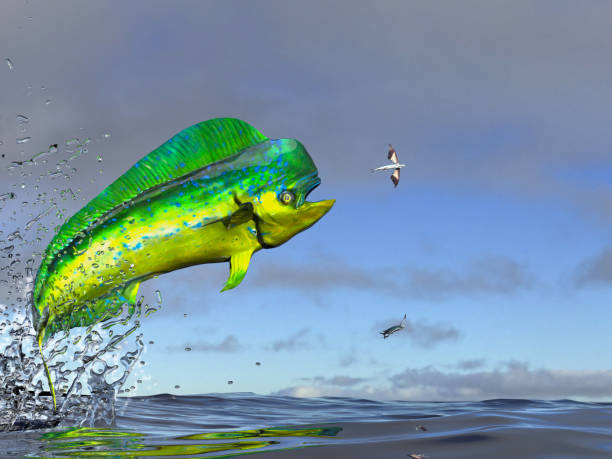 Mahi mahi dolphinfish  jumping to catch flying fished in ocean 3d render Mahi mahi dolphinfish  jumping to catch flying fished in ocean 3d render lampuga stock pictures, royalty-free photos & images