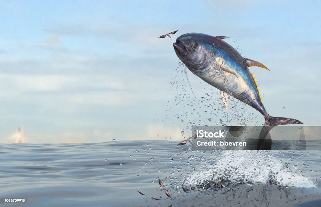 Tuna fish jumping to catch flying fishes in ocean 3d Render Tuna - Animal Stock Photo