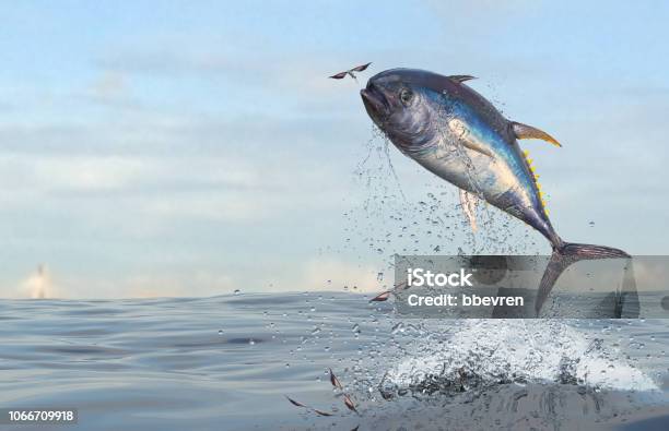Tuna Fish Jumping To Catch Flying Fishes In Ocean 3d Render Stock Photo - Download Image Now
