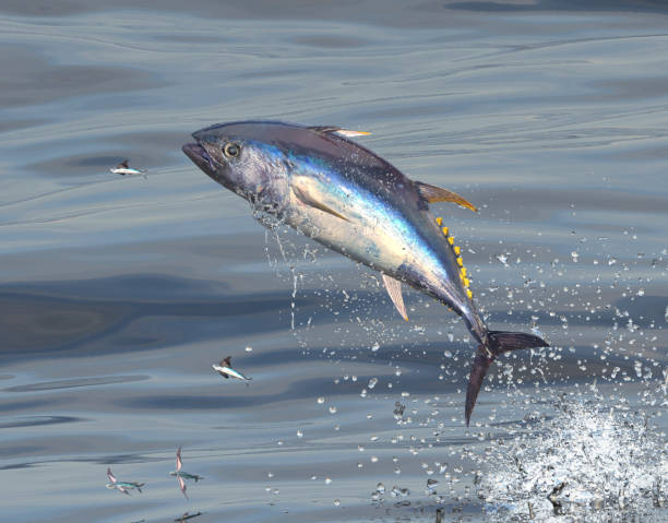 mezzo oceano grande tonno pinna blu saltare per catturare pesci volanti 3d render - pesce volante immagine foto e immagini stock