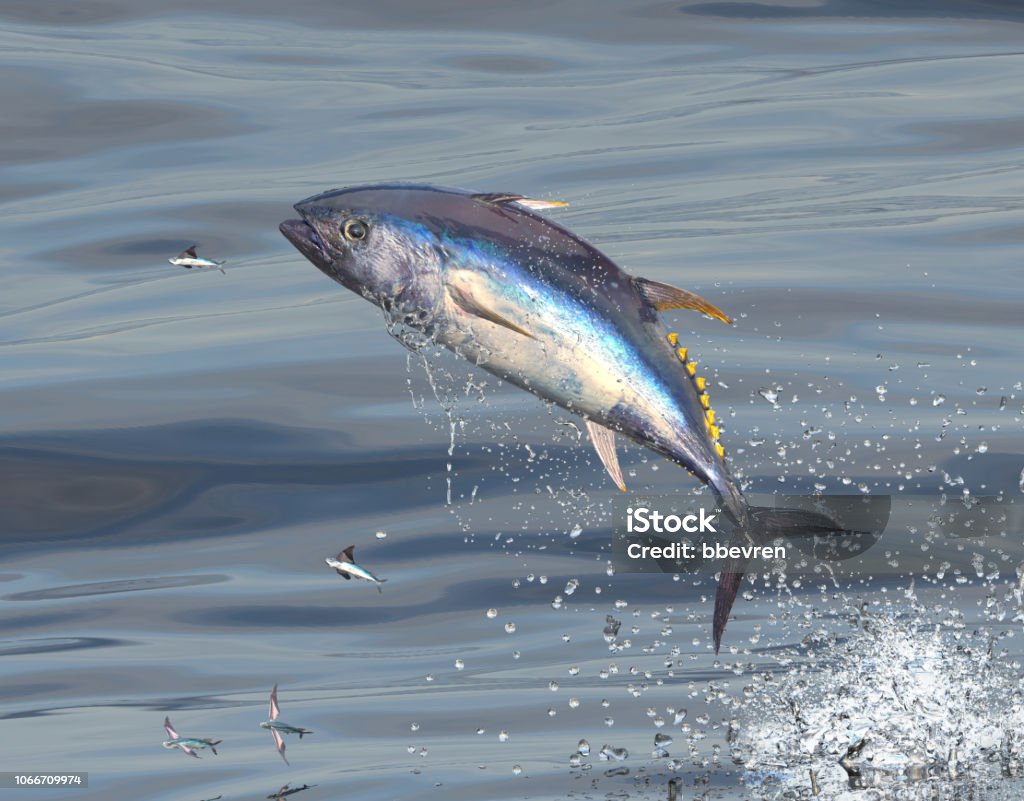 Middle of ocean big blue fin tuna jumping to catch flying fishes 3d Render Bluefin Tuna Stock Photo