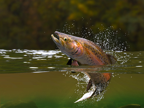 Pescado Trucha saltando en el río halfwater vista realitstic 3d render photo