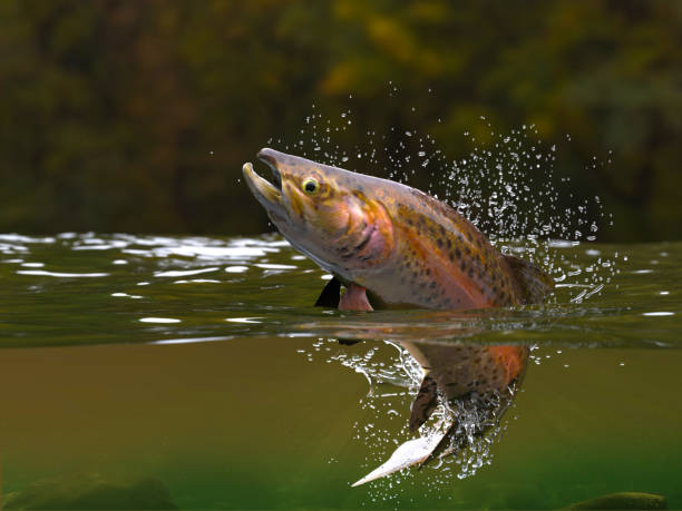 istock Brown trout fish jumping in river halfwater view 3d realitstic render 1066710062