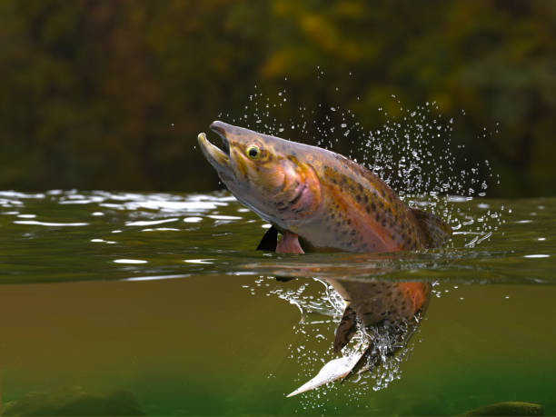 Brown trout fish jumping in river halfwater view 3d realitstic render stock photo
