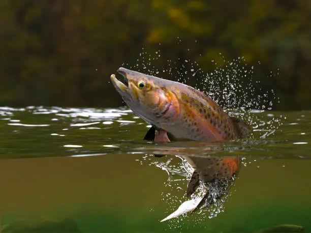 Photo of Brown trout fish jumping in river halfwater view 3d realitstic render