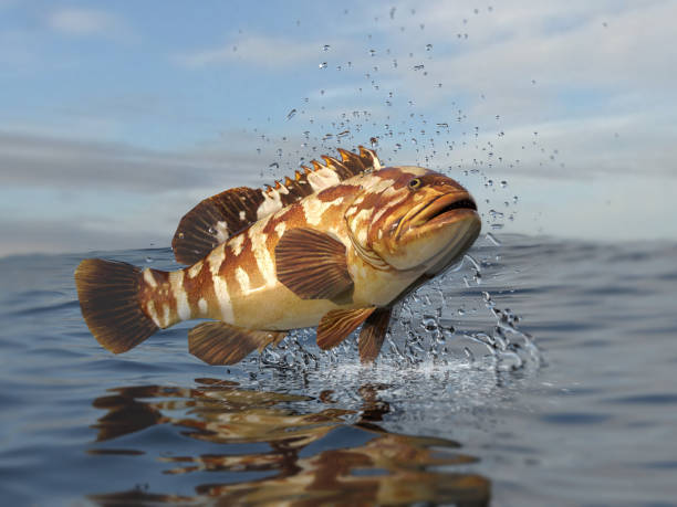 istock Great colorful grouper fish parallel to sea ocean surface 3d render 1066710166