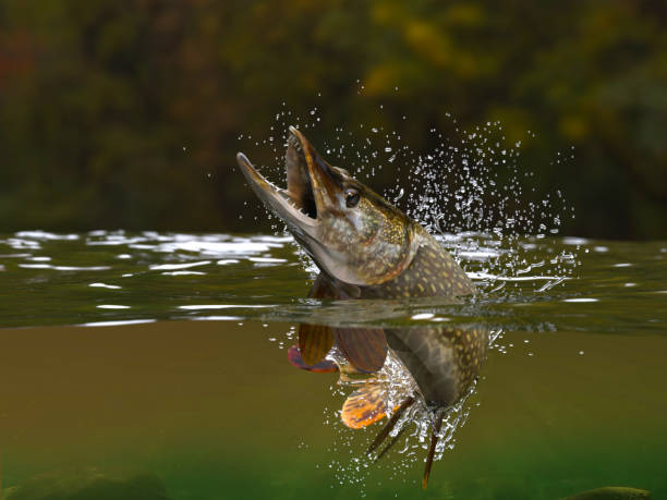 Northern Pike fish jumping in river halfwater view 3d realitstic render stock photo
