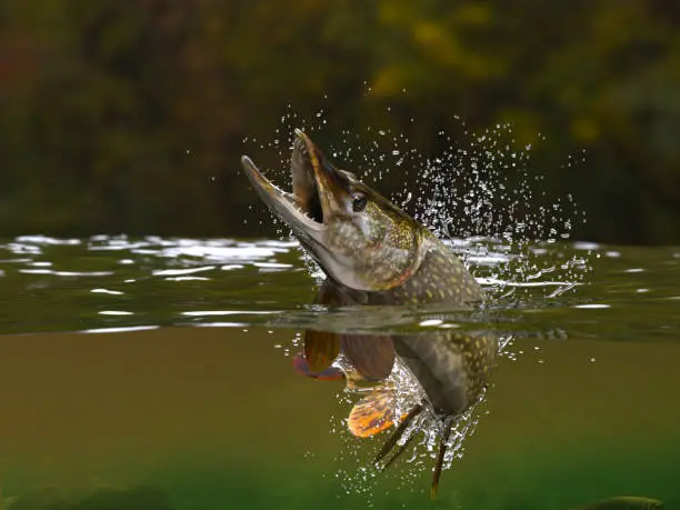 Photo of Northern Pike fish jumping in river halfwater view 3d realitstic render