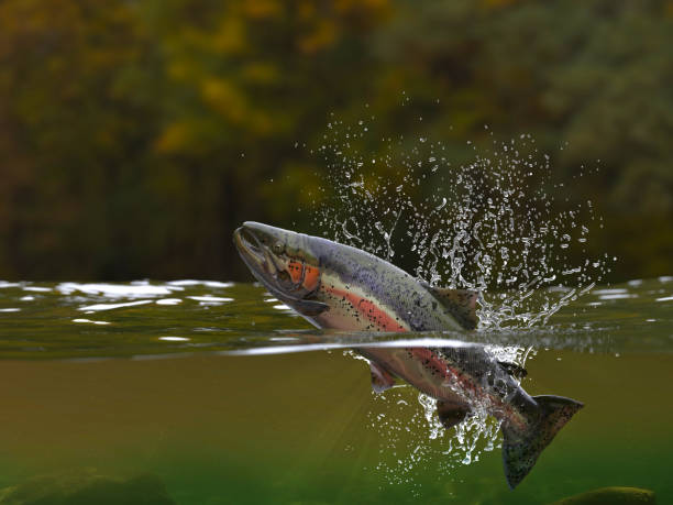 istock Trout fish jumping in river halfwater view 3d realitstic render 1066710420