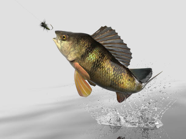 istock Perch fish catched in white background with splashes hooked by fly fishing lure bait 3d render 1066710430