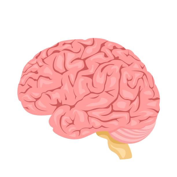 ilustrações de stock, clip art, desenhos animados e ícones de human anatomy. brain, internal organ. - brain human head people human internal organ