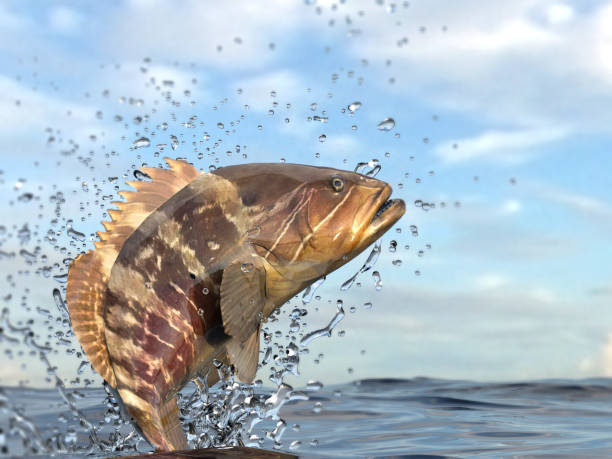 istock Perfect pose from grouper fish from mediterranean sea up in air 1066710470