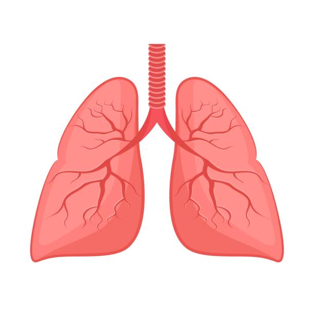 illustrazioni stock, clip art, cartoni animati e icone di tendenza di anatomia umana. polmoni, organo interno. - polmone