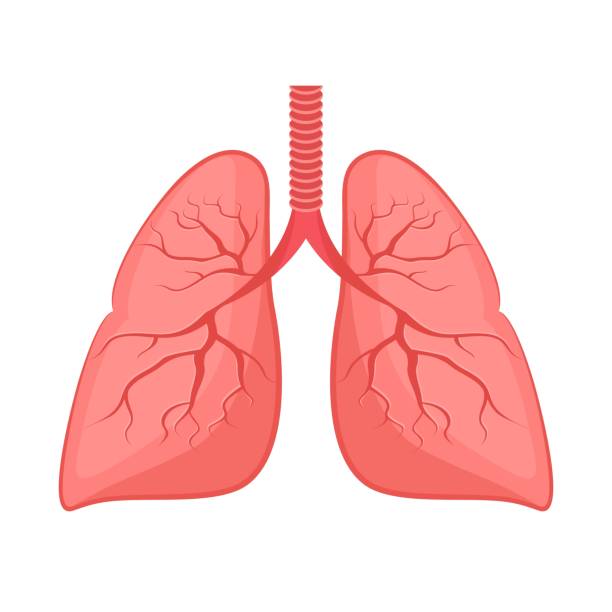 Human anatomy. Lungs, internal organ. Human anatomy. Lungs, internal organ. Medicine and health. Flat style. Cartoon. lung stock illustrations