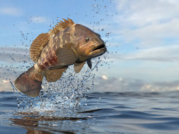 istock White grouper fish catched in the air between waves and splashes beatiful colors 3d render 1066711616