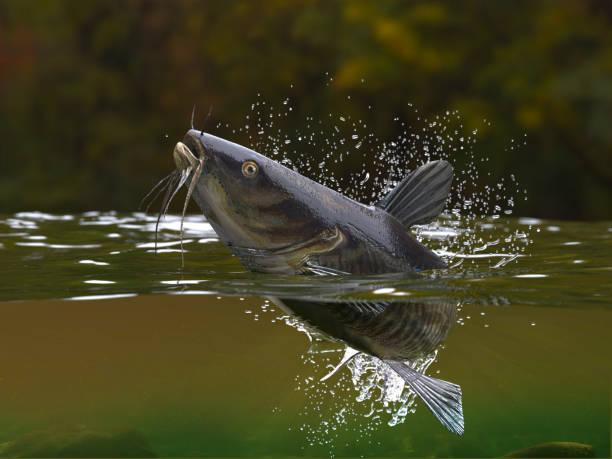 istock Catfish jumping in river halfwater view 3d realitstic render 1066711716