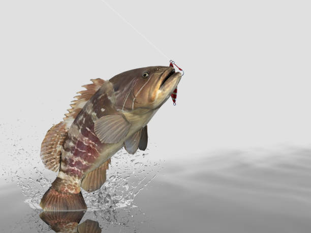 istock Cathing bottom dweller grouper fish in white background with splashes hooked by slow jigging inchiku 3d render 1066711832