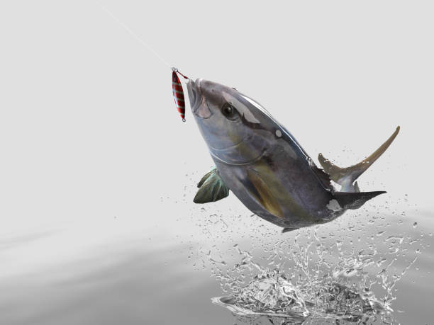 istock Cathing amberjack fish in white background with splashes hooked by jig bait 3d render 1066711866