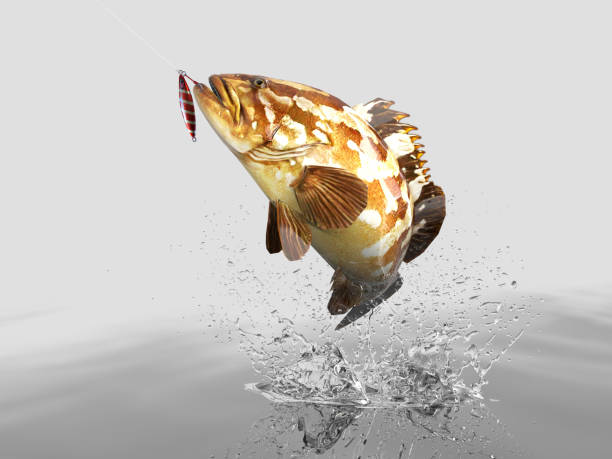istock Cathing bottom dweller grouper fish in white background with splashes hooked by slow jigging jig lure 3d render 1066711966