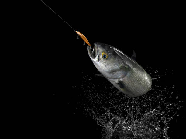istock Cathing Bluefish in white background with splashes hooked by trolling bait 3d render 1066712046