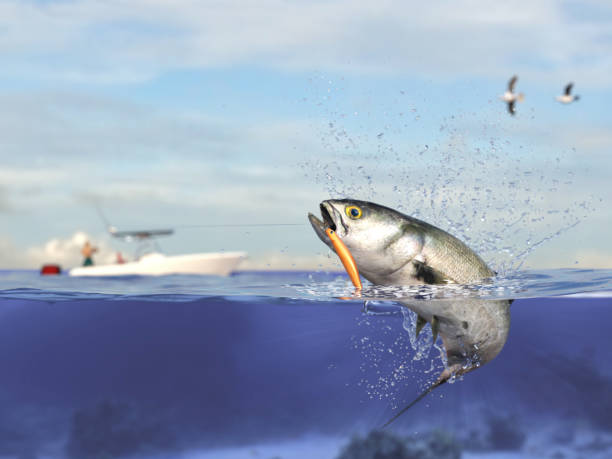 cathing bluefish, rybak w sportowej łodzi rybackiej trzymającej wędkę, kołowrotek i przynętę 3d render - big game fishing zdjęcia i obrazy z banku zdjęć