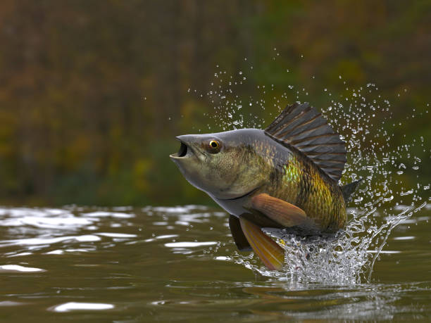istock Yellow perch fish jumping out of lake or river with splashes 3d render 1066712284