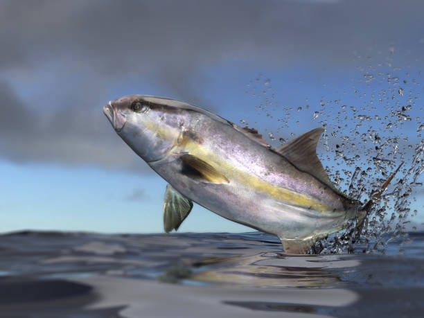 istock Yellowtail amberjack fish with pink color jumping high above water 3d render 1066713322