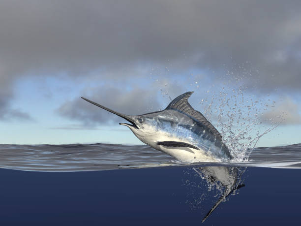 istock Marlin swordfish hafl in water, halfwater shot with splashes and acion 3d render 1066713376