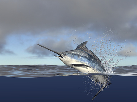 Marlin swordfish hafl in water, halfwater shot with splashes and acion 3d render