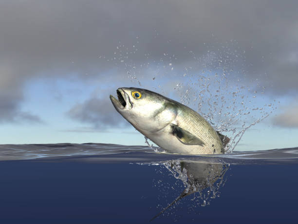 istock bluefish jumping, half of it in water, speed and action with jumping. Cloudy background, 3d render 1066713412